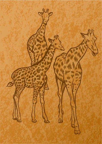 Zürafalar Hafif Kahverengi Eski Kağıt Üzerinde — Stok Vektör
