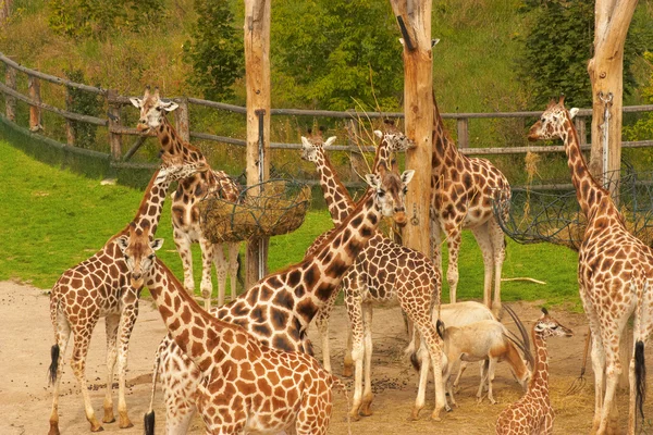 Skupina Žiraf Zoologické Zahradě — Stock fotografie