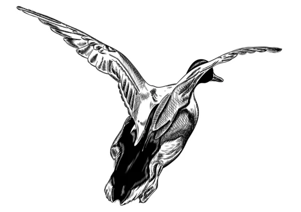 Flying duck — Stock Vector