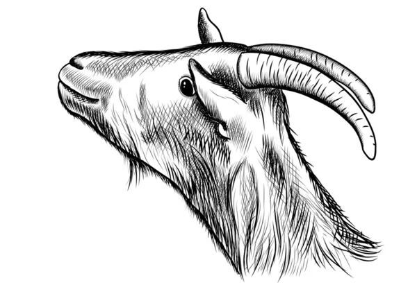 Иллюстрированный козел — стоковый вектор