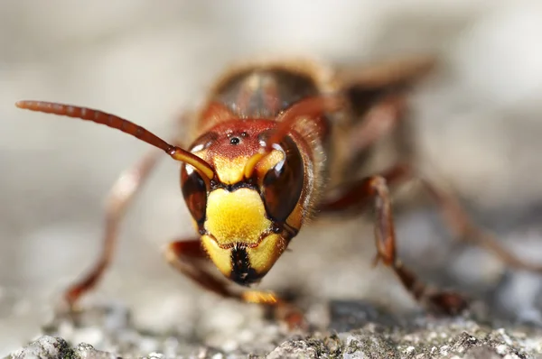 Mandíbulas da vespa gigante — Fotografia de Stock