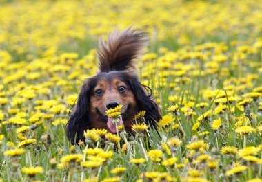 dandelion bir koku alır