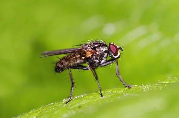 Fliege auf dem Blatt — Stockfoto