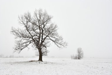 karlı kış manzara ağacı