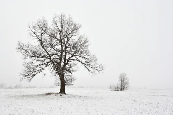 Verschneite Winterlandschaft mit Baum — Stockfoto