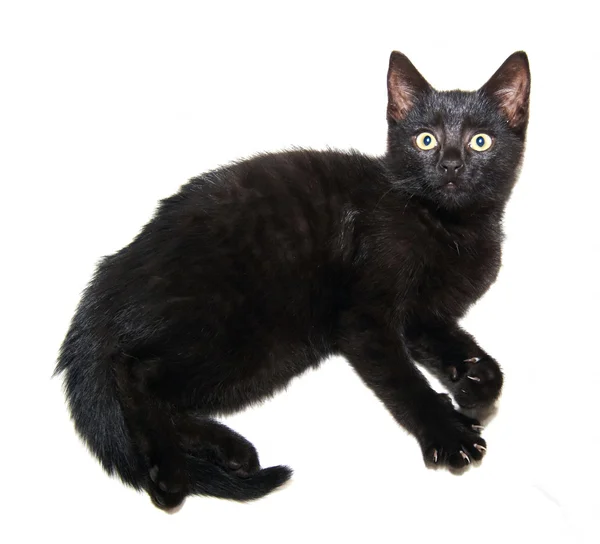 Mały kotek czarny — Zdjęcie stockowe