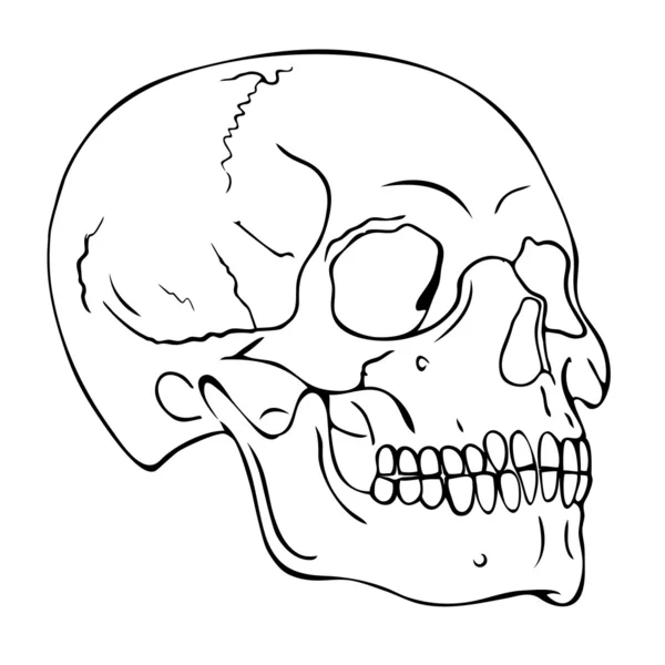 頭蓋骨 — ストックベクタ