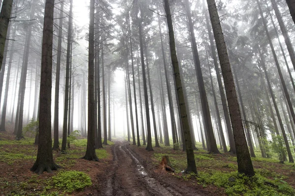 Misty coniferous forest — Stock Photo, Image