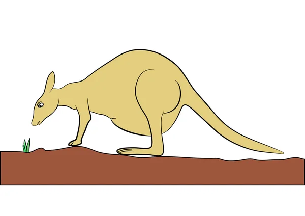 Kangaroo - vector — Stockvector