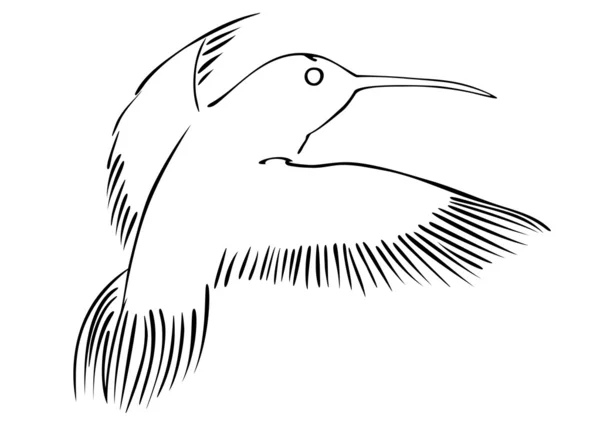 Illustration Hummingbird Hand Drawing Vector — 스톡 벡터