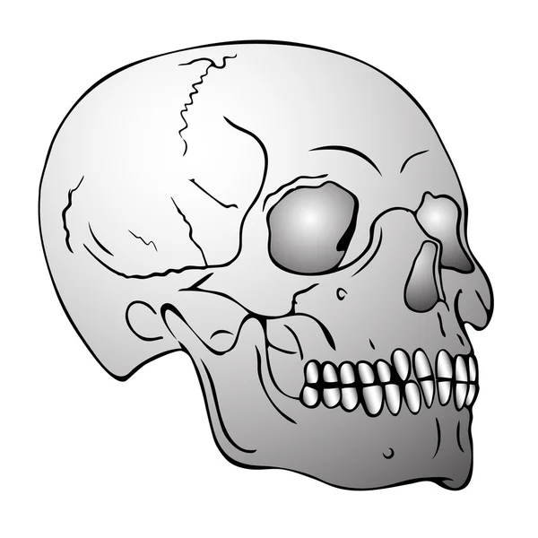 Ilustración Imagen Del Cráneo — Archivo Imágenes Vectoriales