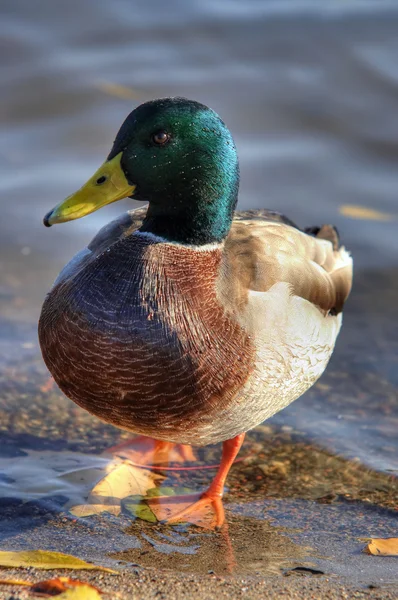 Shot Wild Duck Mallard — Stock Photo, Image
