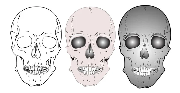 さまざまな頭蓋骨をベクトルします。 — ストックベクタ