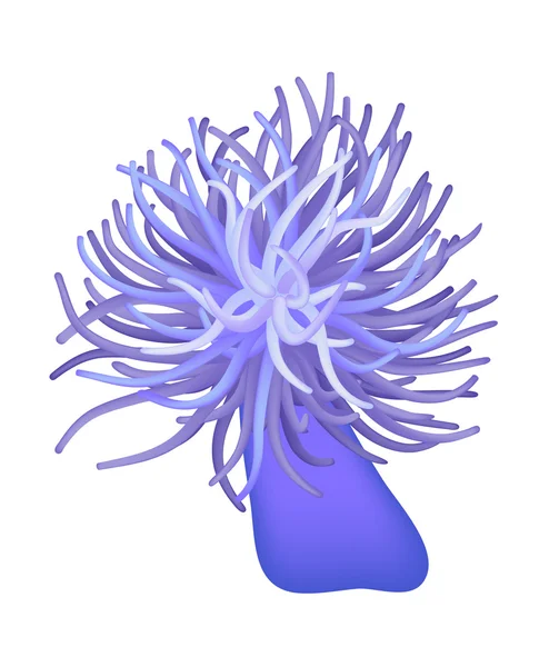 Illustration Sea Anemone Sea Flower Vector — Stock Vector