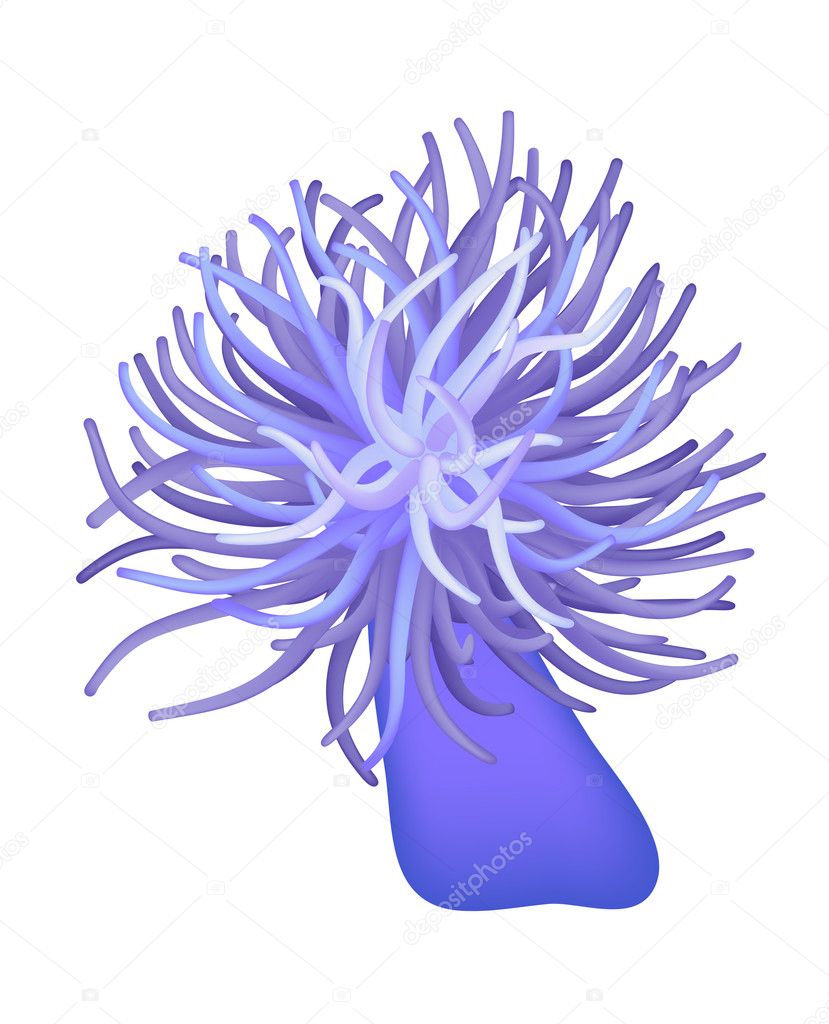 Illustration of the sea anemone - sea flower - vector