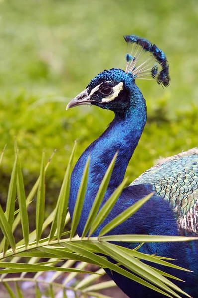 Detail Head Peacock — Stock Photo, Image
