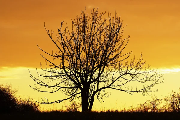 Samotny gołe drzewa w zachodzie słońca — Zdjęcie stockowe