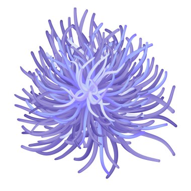 deniz anemon - seaflower - vektör çizimi.