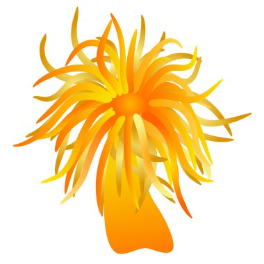 Illustration of the sea anemone - seaflower - vector clipart