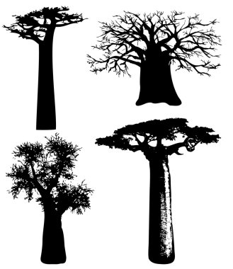 Trees of Africa - baobabs - vector clipart