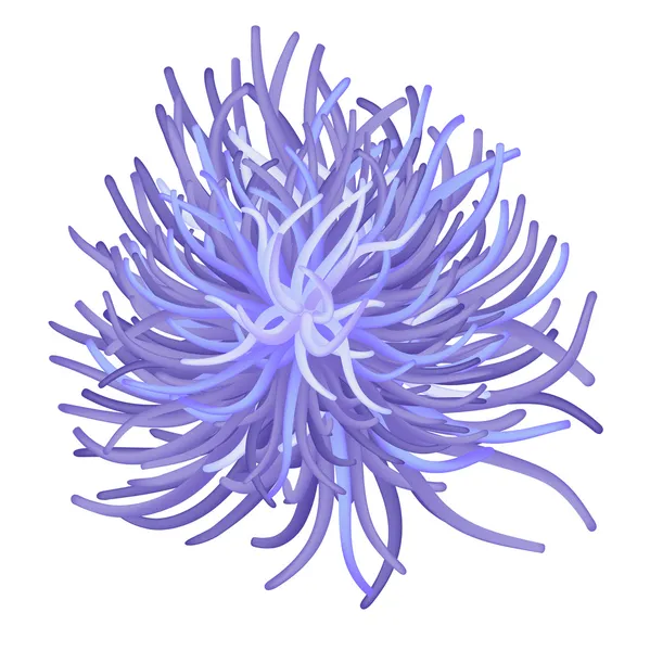 Illustration Der Seeanemone Meeresblume Vektor — Stockvektor