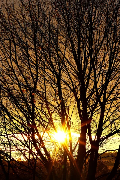 在秋季阳光背后的光秃秃的树 冷阳光分支的抽象形象 — 图库照片