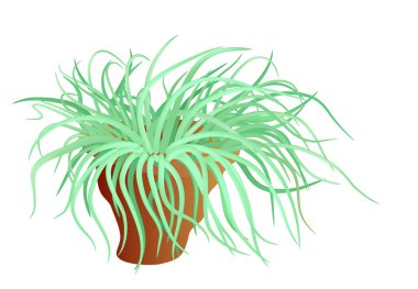 deniz anemon - vektör