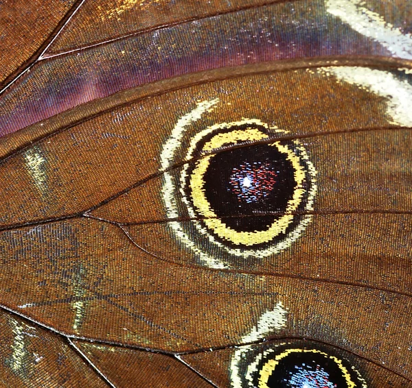 Morpho Peleides Blauwe Morpho Butterfly Detail Van Vlinder Vleugels — Stockfoto