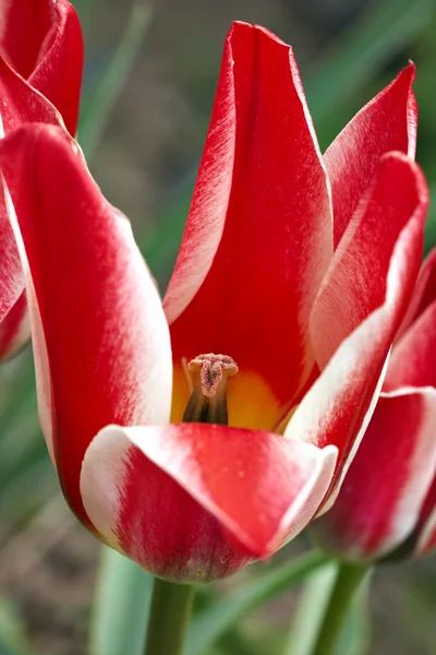 Close Macro Flor Tulipa — Fotografia de Stock