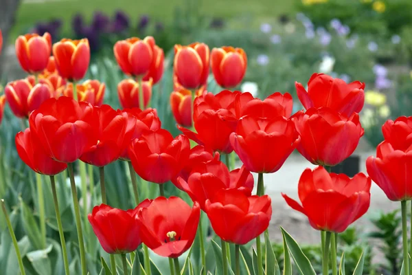 Bed of tulips — Stock Photo, Image