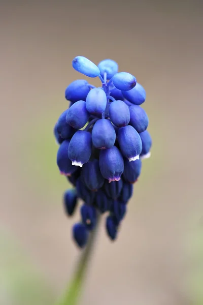 Grape hyacinth — Fotografie, imagine de stoc