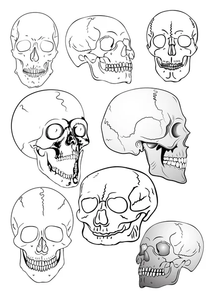 Illustration Des Différents Crânes Vecteur — Image vectorielle