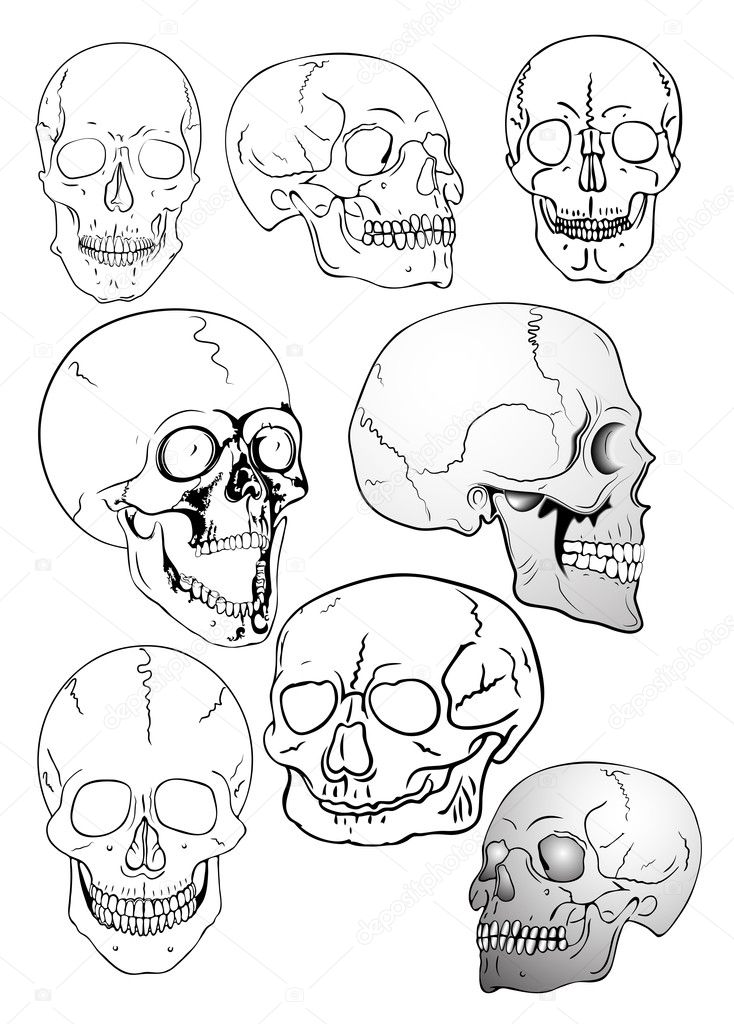 Illustration of the various skulls - vector