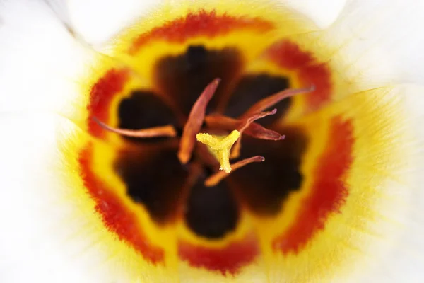 Wewnątrz kwiat tulipana — Zdjęcie stockowe