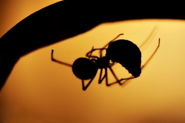 huter - örümcek
