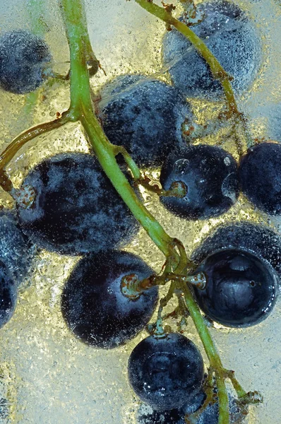 Вино со льдом — стоковое фото