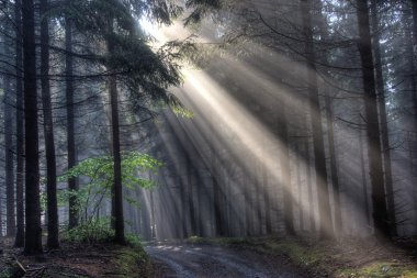 God beams - coniferous forest in fog
