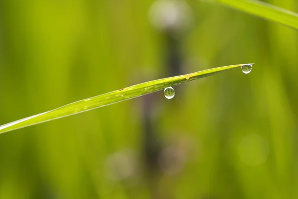 Blade of grass with dew drop — Stock Photo, Image