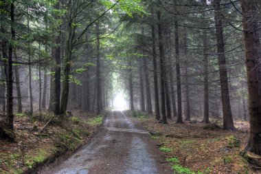 Coniferous forest in fog clipart