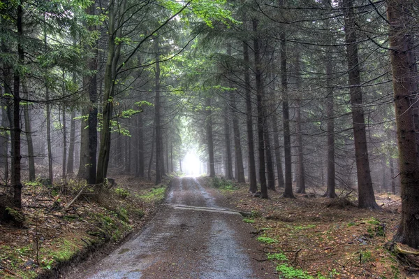 Foresta di conifere nella nebbia — Foto Stock