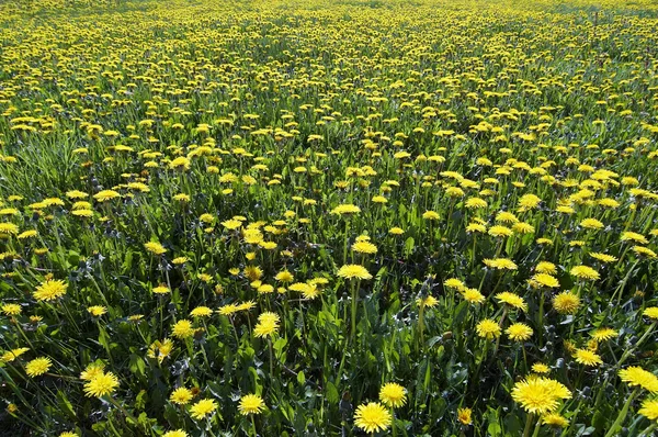Yellow meadow - dandelions — Stock Photo, Image