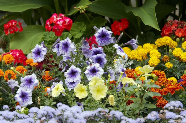 stock image Blossoming flowers