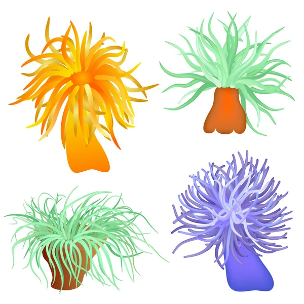 Various sea anemones - vector — Stock Vector