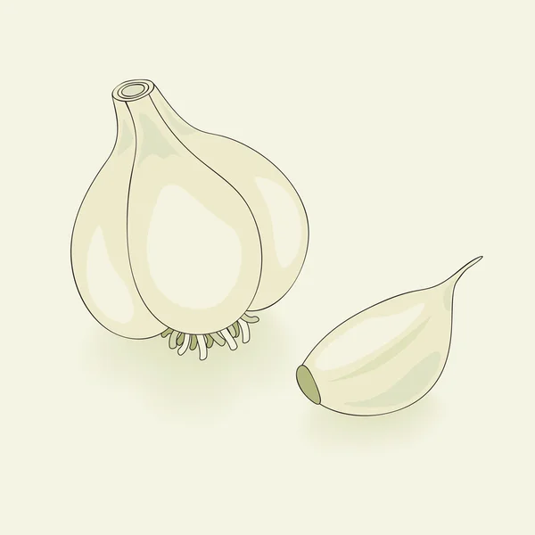 Vector Illustration Garlic — Stock Vector