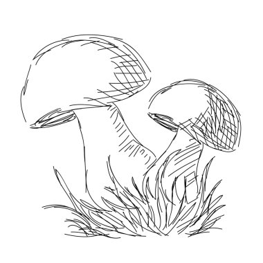 Hand drawn mushrooms clipart