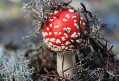 Kırmızı teadstool makro