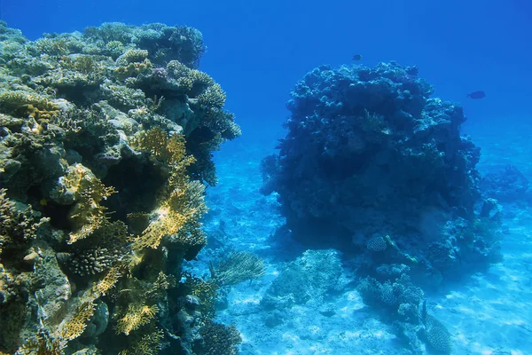 Червоне море під водою — стокове фото