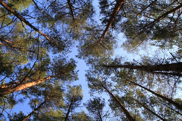 Hohe Bäume im Wald — Stockfoto