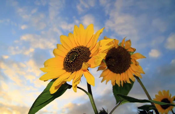 Sunflowers at sunset — Stock Photo, Image