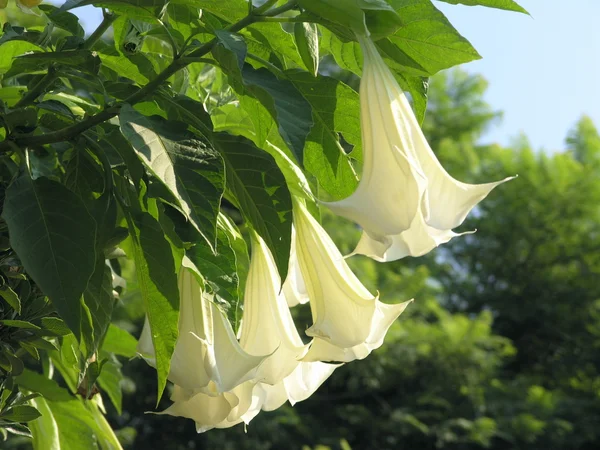 Angel trumpets Royalty Free Stock Photos